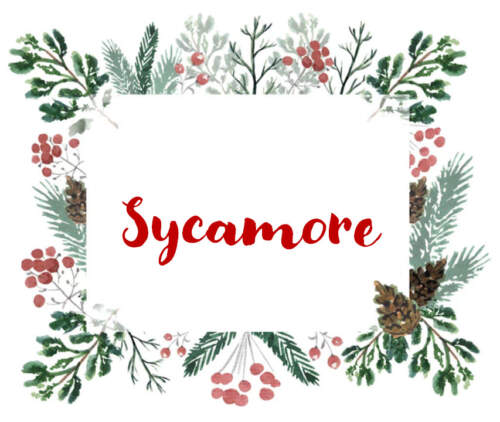 Sycamore